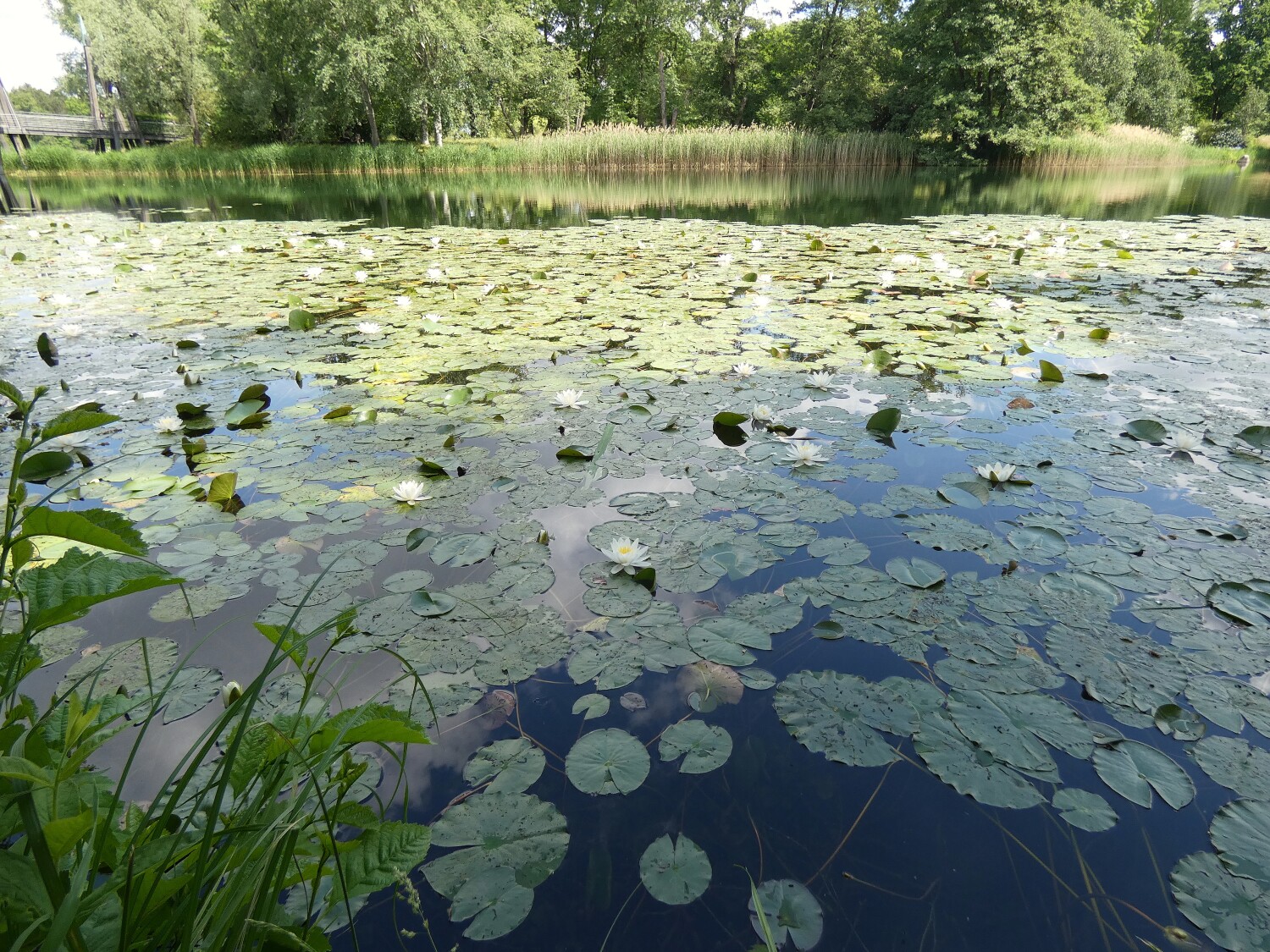 Britzer Garten - Seerosen