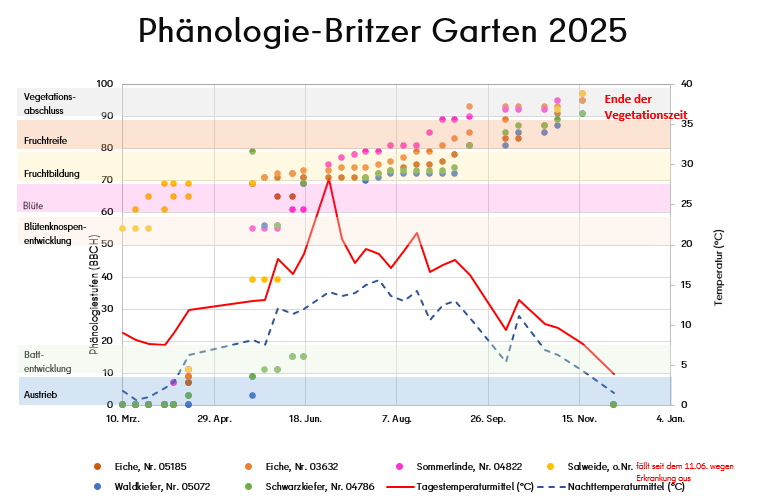 Im Diagramm werden die wöchentlich erfassten Phänologiestufen (BBCH) bestimmter Baumarten in Abhängigkeit der Tages- (durchgehend roter Graph) und Nachttemperaturmittel (blau gestrichelter Graph) abgebildet. Die Pflanzentwicklung ist punktförmig dargestellt (Eichen rot und orange, Sommerlinde violett, Salweide gelb, Waldkiefer blau, Schwarzkiefer grün). Die Phänologiestufen sind mit verschiedenen Farben unterlegt worden (Austrieb blau, Blattentwicklung grün, Blütenknospen schwach rot, Blüte violett, Fruchtbildung gelb Fruchtreife braun, Vegetationsende grau). Die Einteilung der Phänologiestufen findet sich links, die Temperaturskala (°C) ist rechts.