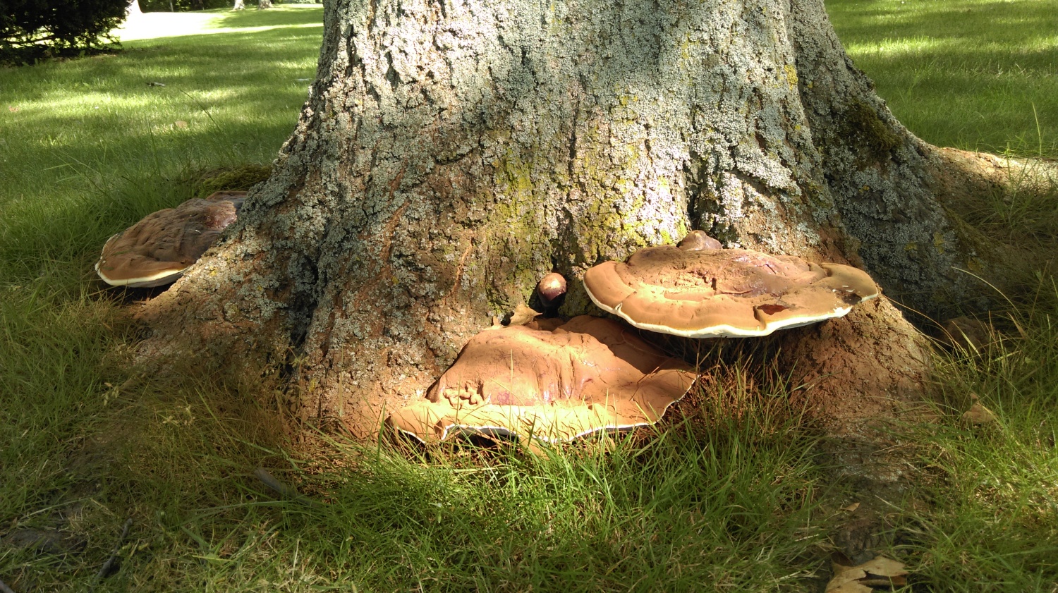 Holzzerst rende Pilze Berlin de