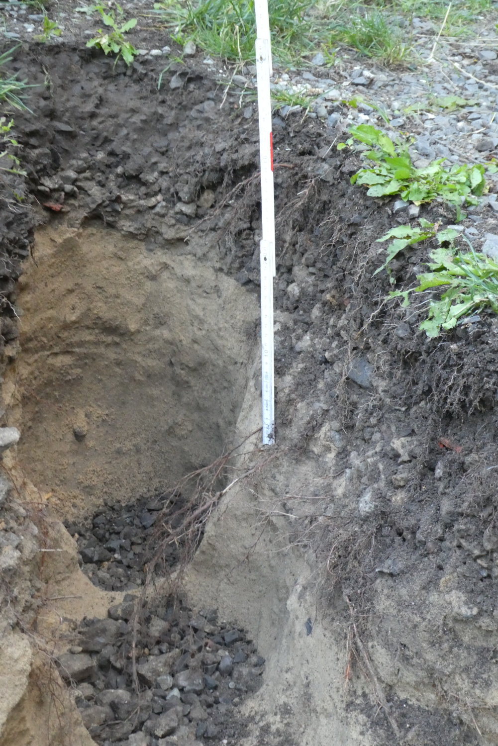 Abb. 7: Pflanzstreifen, ca. 20 cm dicke Substratschicht, darunterliegender Sandboden kaum erschlossen