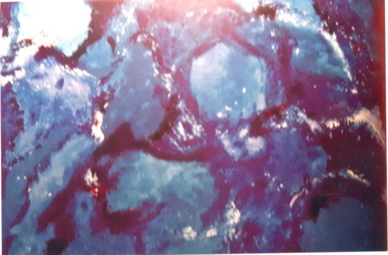 Blaumeise