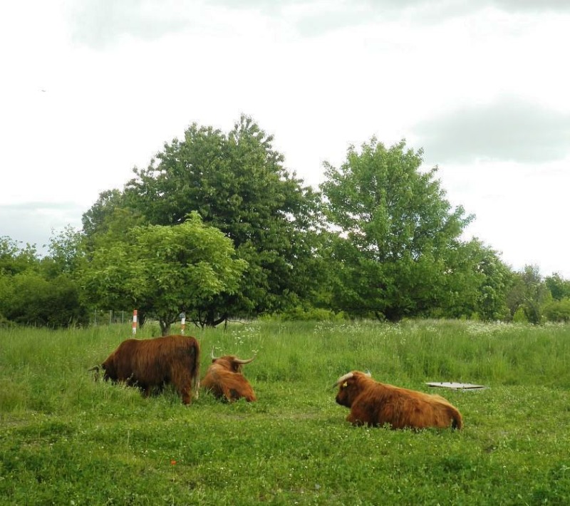 Rinder auf der Weidefläche
