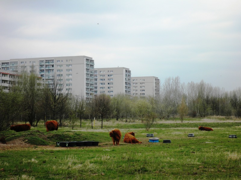 Wohngebiet mit Rindern im Eichepark