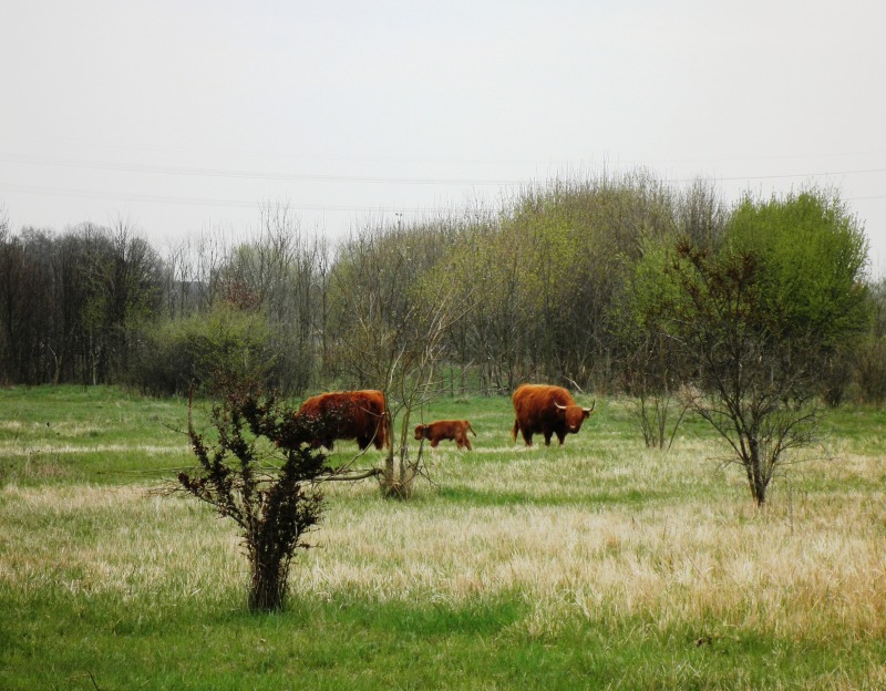 Rinder auf Weidefläche