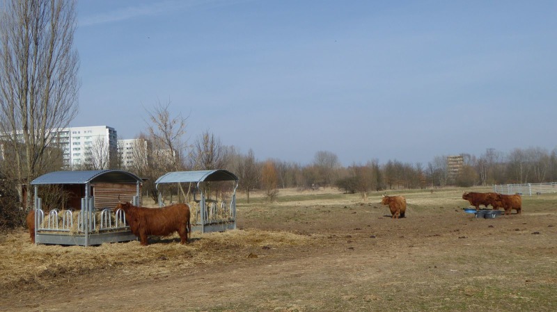 Rinder im Eichepark
