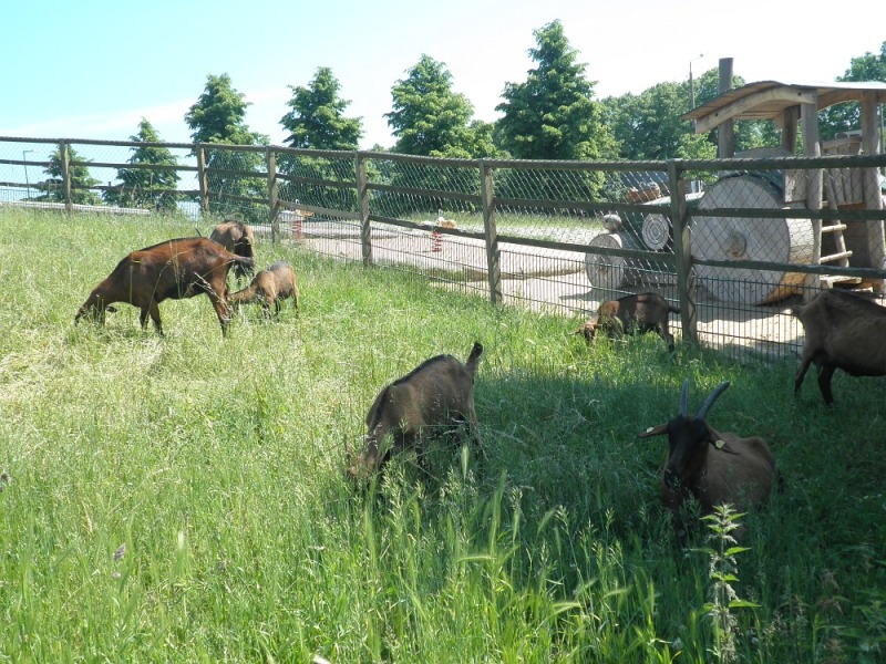 Ziegen auf der Weidefläche