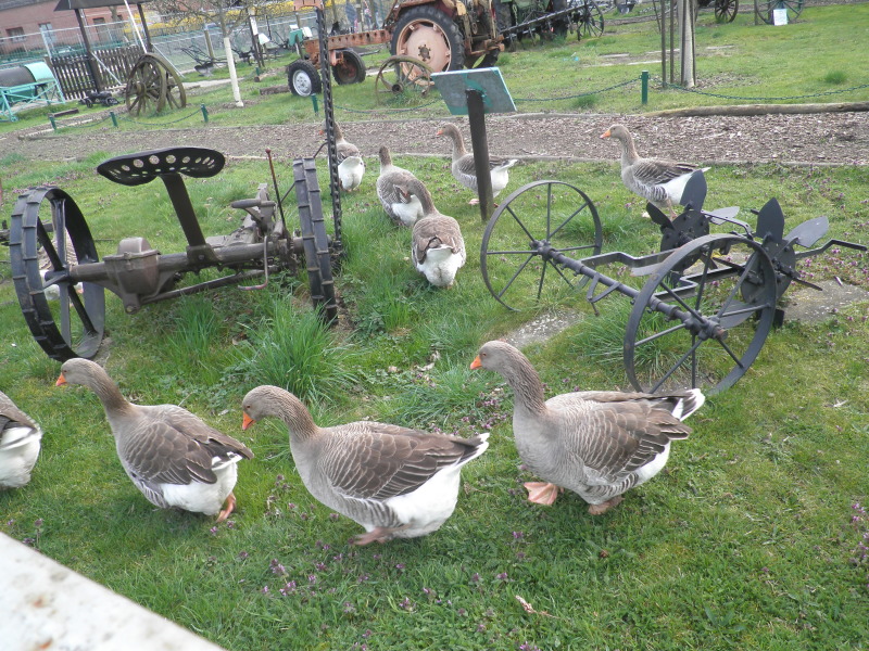 Pommerngänse auf grüner Wiese