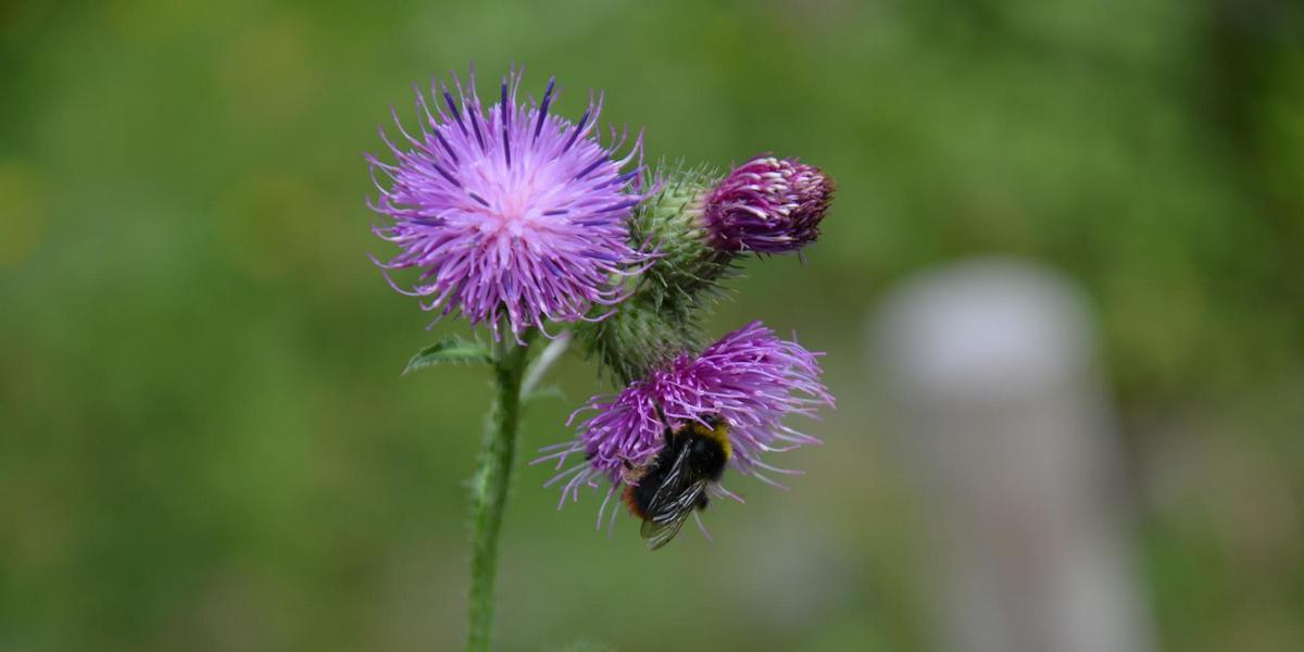 Gottfried-Keller-Gymnasium: Hummelbesuch auf einer Distel