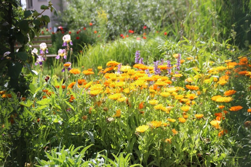 W-I-R-Grundschule Pfefferwerk: Blumen im Schulgarten