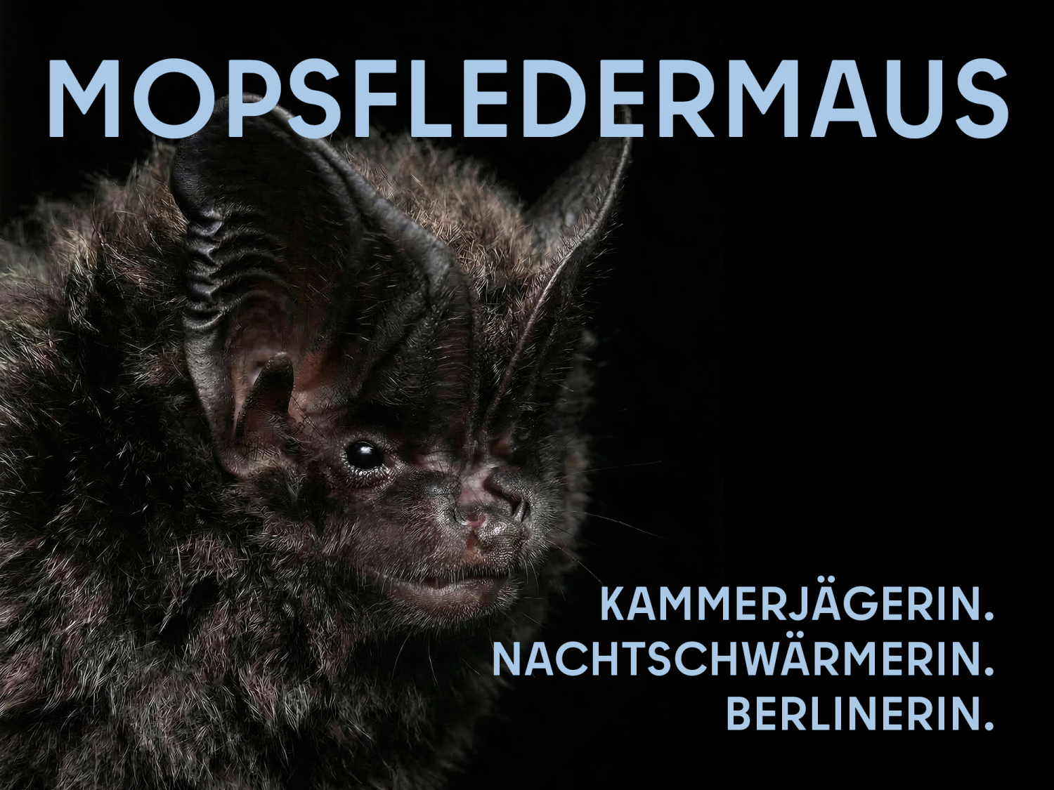 Mopsfledermaus (Portrait). Nahaufnahme des Kopfes einer Mopsfledermaus vor schwarzem Hintergrund; ihr Fell ist dunkelbraun, sie hat eine mopsartige Schnauze und lederartige große Ohren. Titel „Mopsfledermaus“ und die Worte „Kammerjägerin. Nachtschwärmerin. Berlinerin.“ in hellblauer Schrift