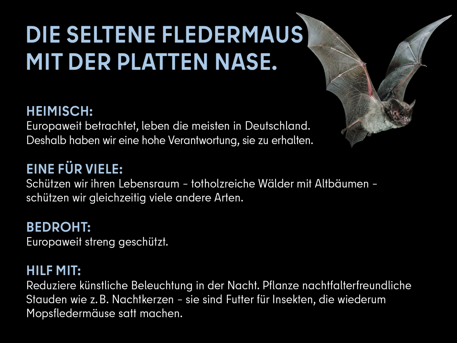Mopsfledermaus (Info). Fliegende Mopsfledermaus vor schwarzem Hintergrund; links daneben der Titel „Die seltene Fledermaus mit der platten Nase.“ in hellblauer Schrift. Darunter der Text: Heimisch: Europaweit betrachtet, leben die meisten in Deutschland. Deshalb haben wir eine hohe Verantwortung, sie zu erhalten. Eine für alle: Schützen wir ihren Lebensraum – totholzreiche Wälder mit Altbäumen – schützen wir gleichzeitig viele andere Arten. Bedroht: Europaweit streng geschützt. Hilf mit: Reduziere künstliche Beleuchtung in der Nacht. Pflanze nachtfalterfreundliche Stauden wie z.B. Nachtkerzen – sie sind Futter für Insekten, die wiederum die Mopsfledermäuse satt machen.