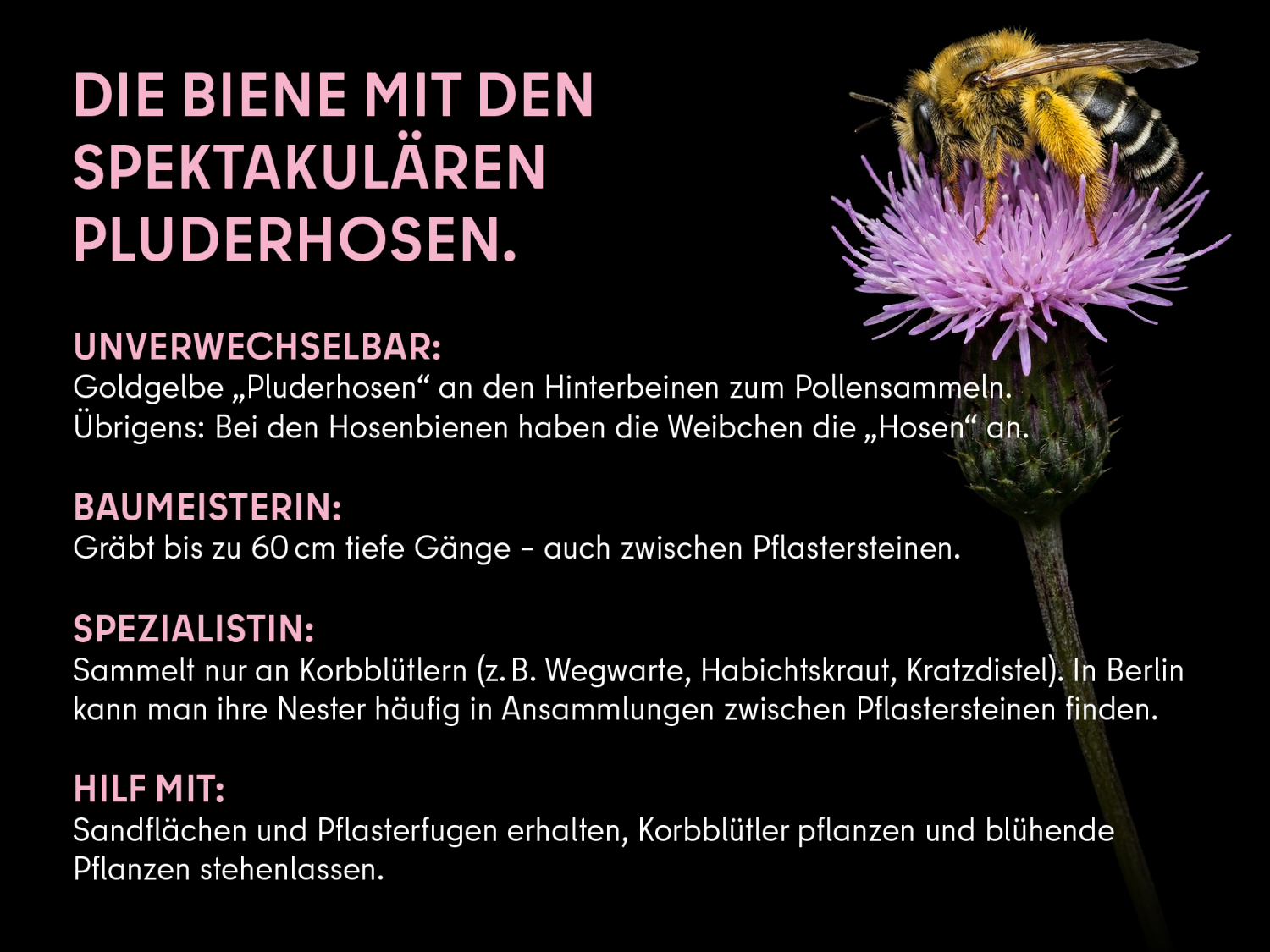 Hosenbiene (Info). Auf lila Blüte einer Kratzdistel sitzt eine Hosenbiene mit langen Haarbürsten am Hinterbein und weiße Streifen auf dem Hinterleib; links daneben der Titel „Die Biene mit den spektakulären Pluderhosen“. Darunter Text: Unverwechselbar: Goldgelbe „Pluderhosen“ an den Hinterbeinen zum Pollensammeln. Baumeisterin: Gräbt bis zu 60 cm tiefe Gänge – auch zwischen Pflastersteinen. Spezialistin: Sammelt nur an Korbblütlern (z. B. Wegwarte, Habichtskraut, Kratzdistel). In Berlin kann man ihre Nester häufig in Ansammlungen zwischen Pflastersteinen finden. Hilf mit: Sandflächen und Pflasterfugen erhalten, Korbblütler pflanzen und blühende Pflanzen stehen lassen.