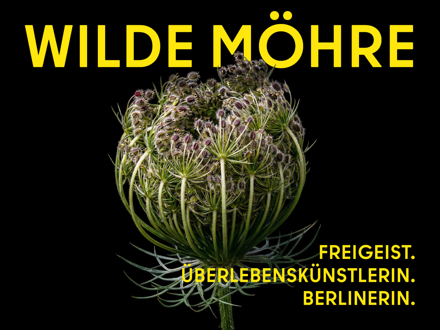 Wilde Möhre (Portrait). Nahaufnahme der Wilden Möhre vor schwarzem Hintergrund; der verblühte Blütenstand vogelnestartig zusammengeneigt, die zahlreichen kleinen Früchte borstig behaart. Titel „Wilde Möhre“ und die Worte „Freigeist. Überlebenskünstlerin. Berlinerin.“ in gelber Schrift.