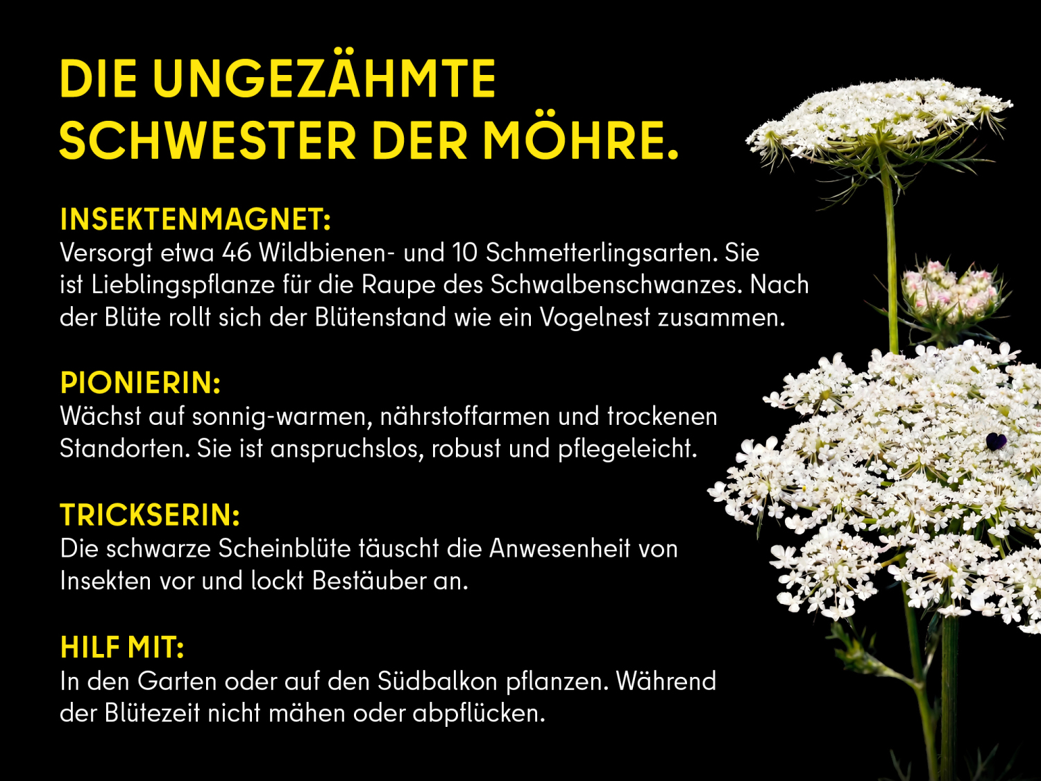 Wilde Möhre (Info). Zwei Blütenstängel mit weißen, flachen Blütendolden und dunkler Scheinblüte in der Mitte; links der Titel „Die ungezähmte Schwester der Möhre“. in gelber Schrift. Darunter Text: Insektenmagnet: Versorgt etwa 46 Wildbienen- und 10 Schmetterlingsarten. Sie ist Lieblingspflanze für die Raupe des Schwalbenschwanzes. Nach der Blüte rollt sich der Blütenstand zusammen. Pionierin: Wächst auf sonnig-warmen, nährstoffarmen und trockenen Standorten. Sie ist anspruchslos, robust und pflegeleicht. Trickserin: Die schwarze Scheinblüte täuscht die Anwesenheit von Insekten vor und lockt Bestäuber an.