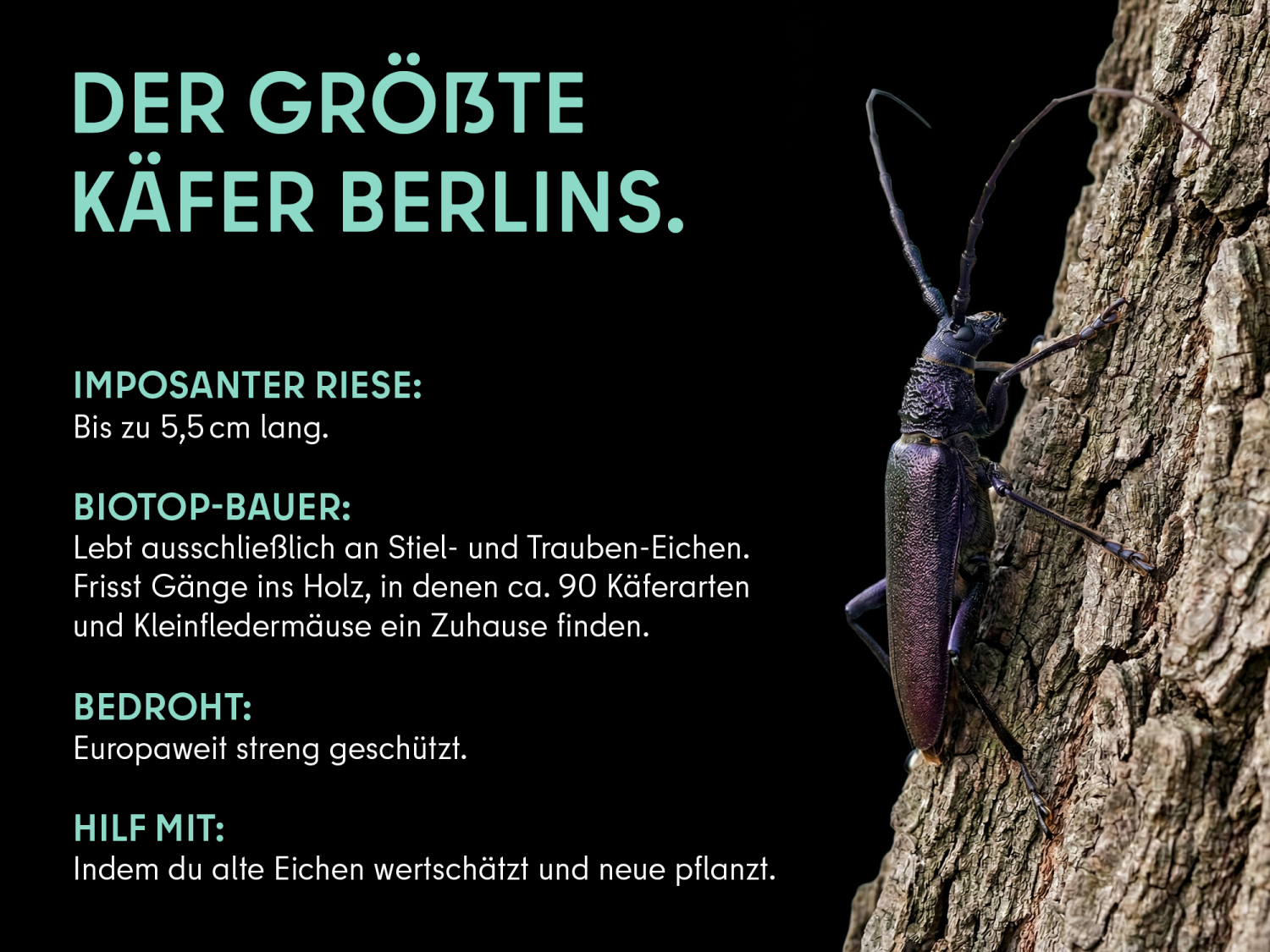 Heldbock (Info). Heldbock an einer Eichenrinde; die Flügeldecken des schwarzbraunen Tieres schimmern rötlich. Die Fühler sind in etwa so lang wie sein Körper. Links daneben der Titel „Der größte Käfer Berlins“. in hellgrüner Schrift Darunter der Text: Imposanter Riese: Bis zu 5,5 cm lang. Biotop-Bauer: Lebt ausschließlich an Stiel- und Traubeneichen. Frisst Gänge ins Holz, in denen ca. 90 Käferarten und Kleinfledermäuse ein zu Hause finden. Bedroht: Europaweit streng geschützt. Hilf mit: Indem Du alte Eichen wertschätzt und neue pflanzt.