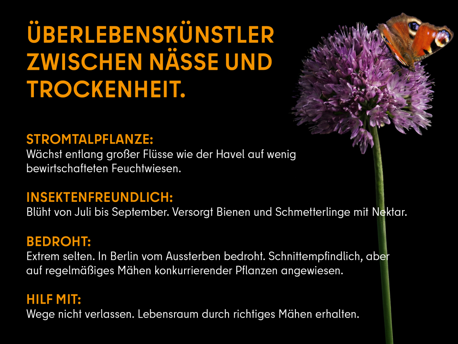 Kantiger Lauch (Info). Schmetterling auf hellpurpurfarbener Blüte des Kantigen Lauchs; Der Stängel ist blattlos und nach oben hin kantig; links daneben der Titel „Überlebenskünstler zwischen Nässe und Trockenheit“. in orangefarbener Schrift. Darunter der Text: Stromtalpflanze: Wächst entlang großer Flüsse wie der Havel auf wenig bewirtschafteten Feuchtwiesen. Insektenfreundlich: Blüht von Juli bis September. Versorgt Bienen und Schmetterlinge mit Nektar. Bedroht: Extrem selten. In Berlin vom Aussterben bedroht. Schnittempfindliche, aber auf regelmäßiges Mähen konkurrierender Pflanzen angewiesen. Hilf mit: Wege nicht verlassen. Lebensraum durch richtiges Mähen erhalten.