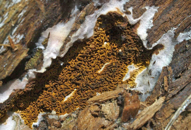Der Wilde Hausschwamm (Serpula himantioides) wächst in der Regel nicht in Gebäuden, sondern im Wald meist an totem Kiefernholz.