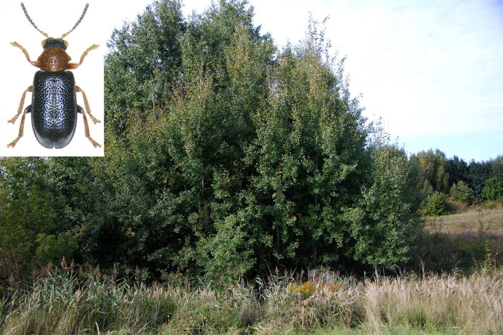 Zeugophora frontalis und Fraßpflanze Populus tremula; Tegeler Fließ