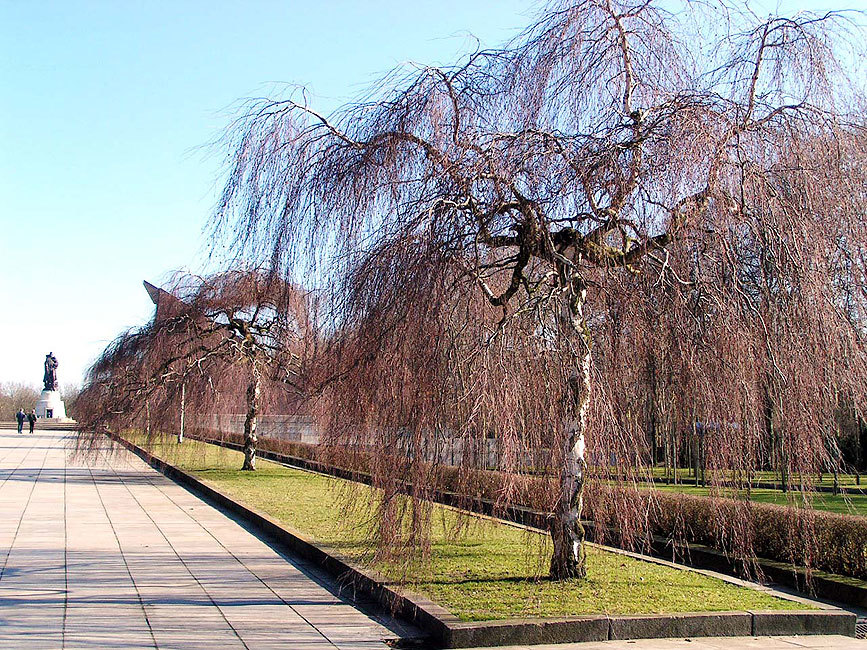 Ehrenmal Treptower Park - Hängebirken