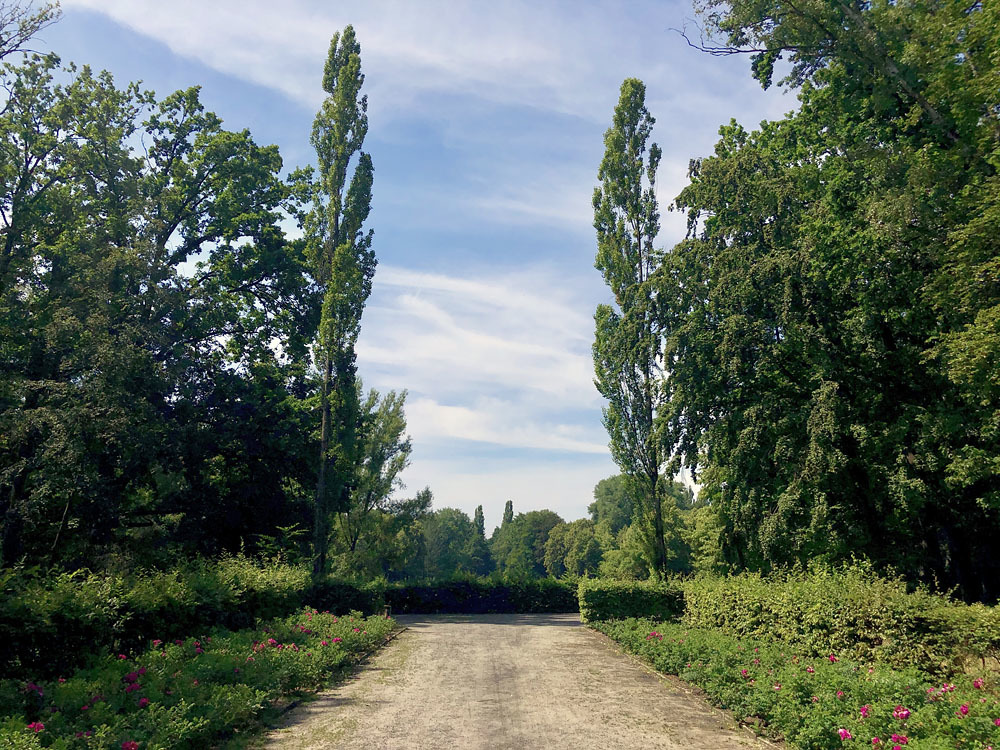 Volkspark Wittenau im Juni 2019: Nordöstlicher Bereich / Hecken- und Rosenpflanzung