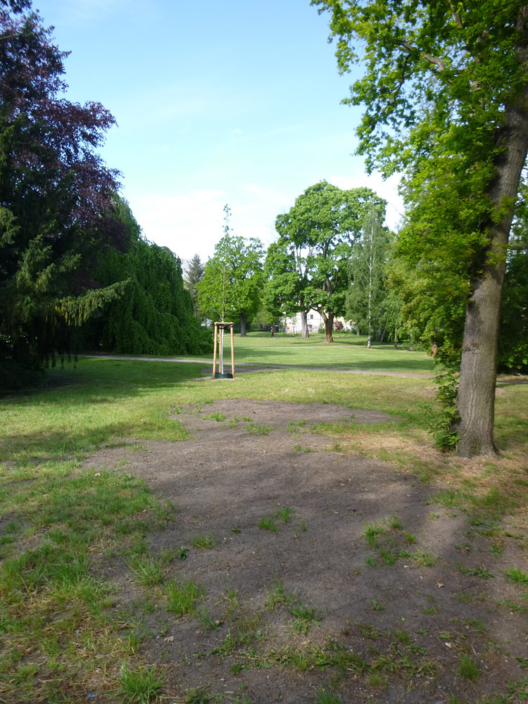 Gutspark Marienfelde im Mai 2019: Aufgewühlte Flächen nach Stubbenrodungen (Entfernung von Baumstümpfen) und eine Baumneupflanzung