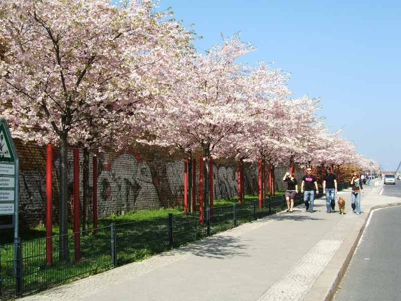 Japanische Zierkirschen in der Schwedter Straße im nördlichen Bereich des Mauerparks.