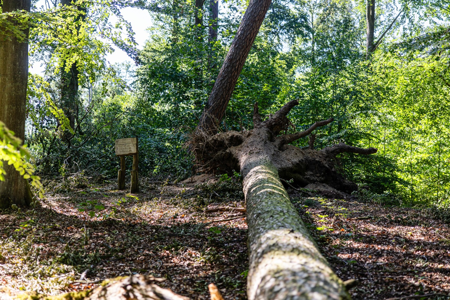Die Burgsdorff-Lärche fiel dem Sturm zum Opfer