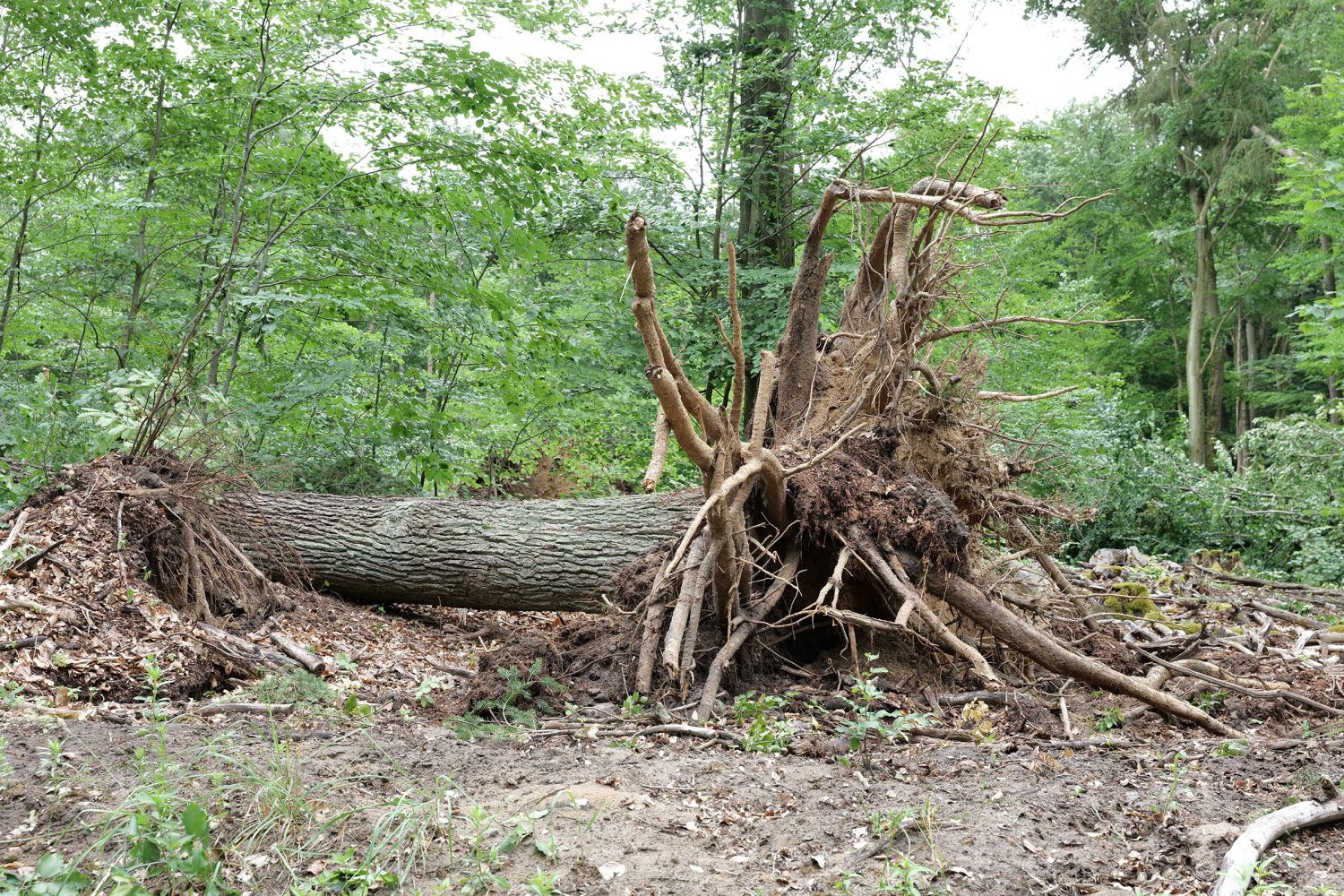 Sturmschäden im Tegeler Forst, Juni 2025