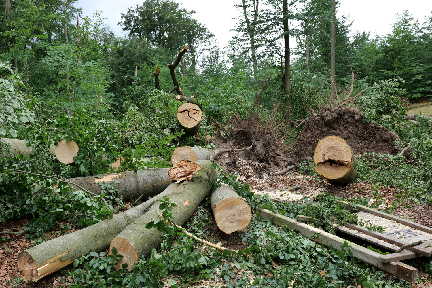 Sturmschäden im Tegeler Forst, Juni 2025
