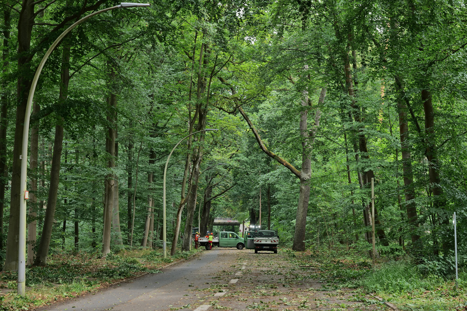 Sturmschäden im Tegeler Forst, Juni 2025