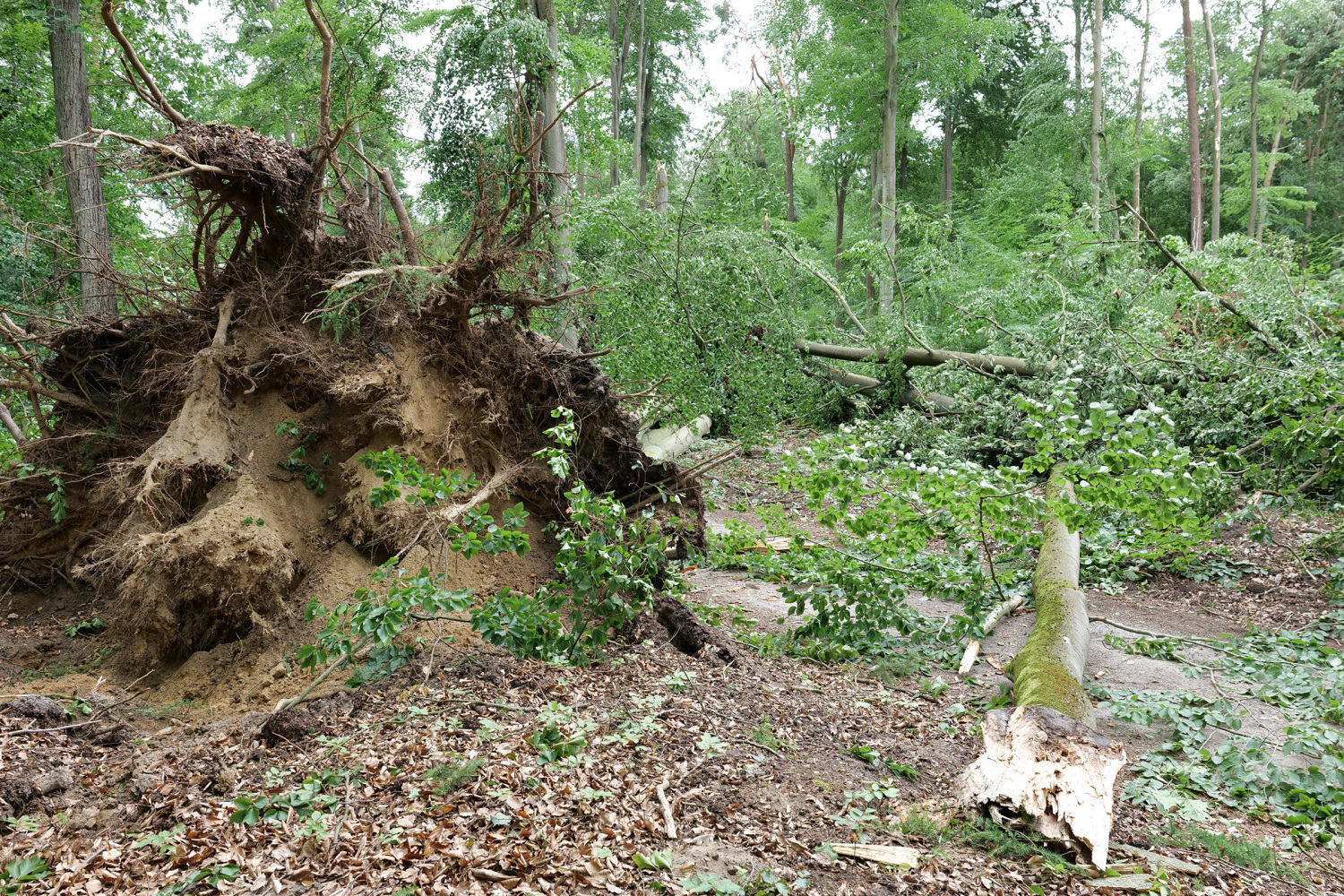Sturmschäden im Tegeler Forst, Juni 2025