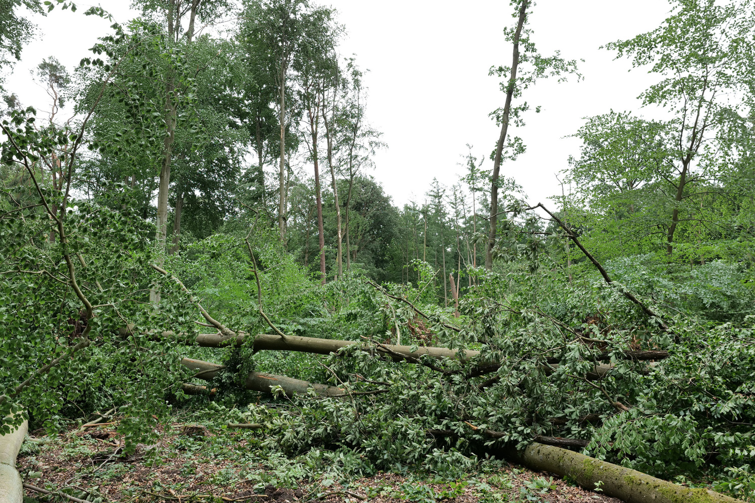 Sturmschäden im Tegeler Forst, Juni 2025