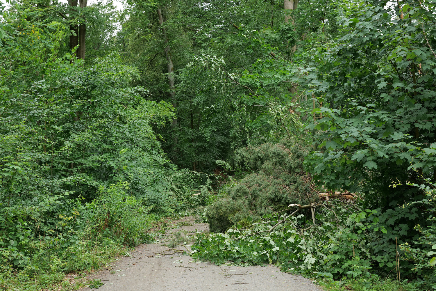 Sturmschäden im Tegeler Forst, Juni 2025