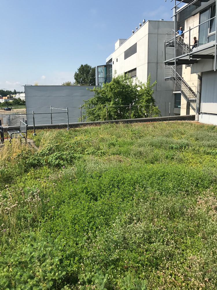 Gründach des Helmholtz-Zentrums Berlin für Materialien und Energie (HZB)