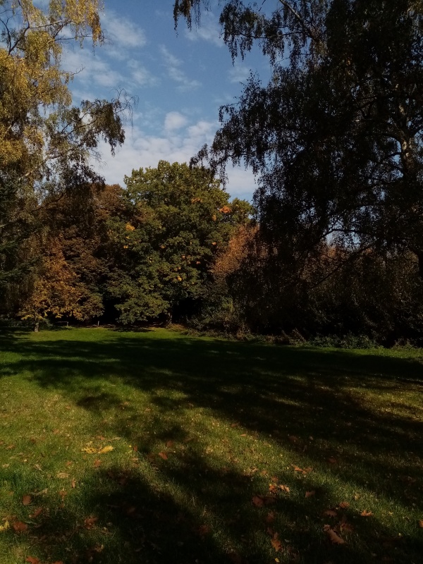 Grünfläche in der Nähe des Schäfersese in Reinickendorf im Herbst