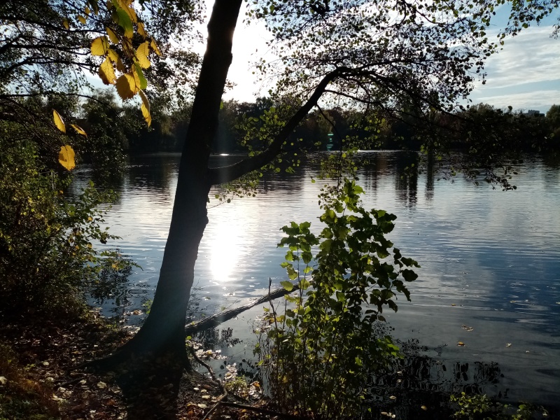 Der Schäfersee in Reinickendorf im Herbst