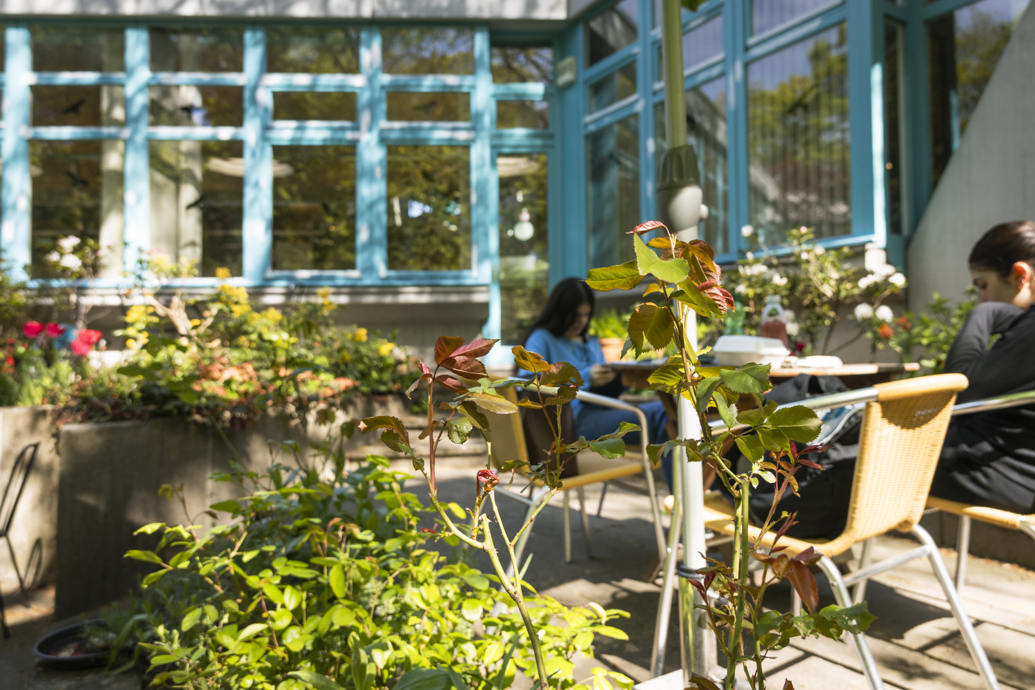 Bibliothek Tempelhof Rosengarten