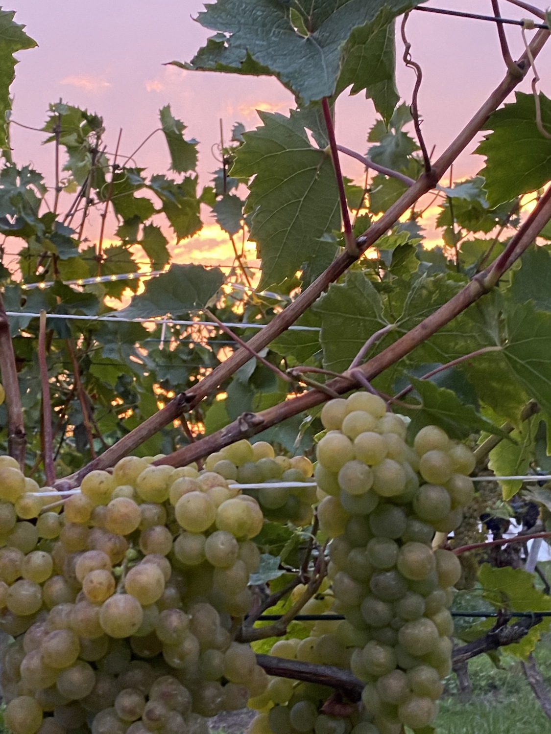 Weinreben mit grünen Weinblättern und hellgrünen Weintrauben. Im Hintergrund die untergehende Sonne, die den Himmel rosa gefärbt hat 
