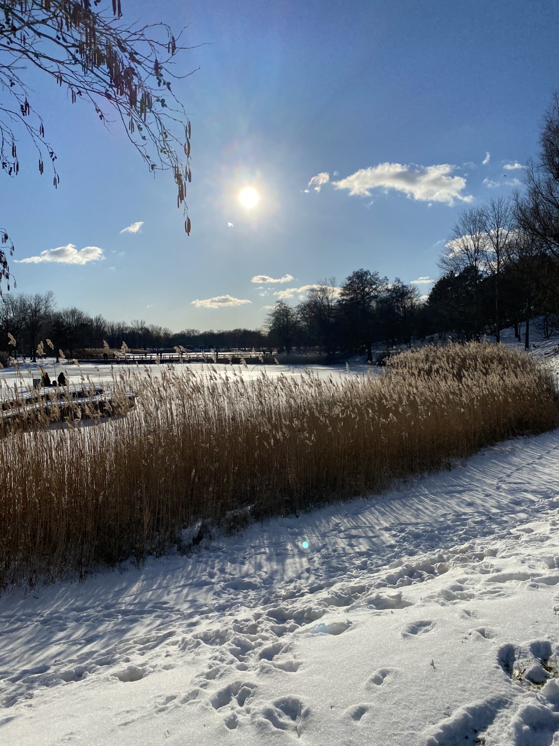 Im Vordergrund ganz viel Schnee. Es sind einige Fußstapfen darin zu sehen. Hinter dem Schnee braunes Schilf. Dahinter eine vereiste Schneefläche. Darum Bäume. Der Himmel ist blau und in der Mitte des BIldes sieht man die Sonne. Rechts und links von der Sonne kleine Wolken. Auf der linken Bildseite hängt ein belaubter Ast ins Bild. 