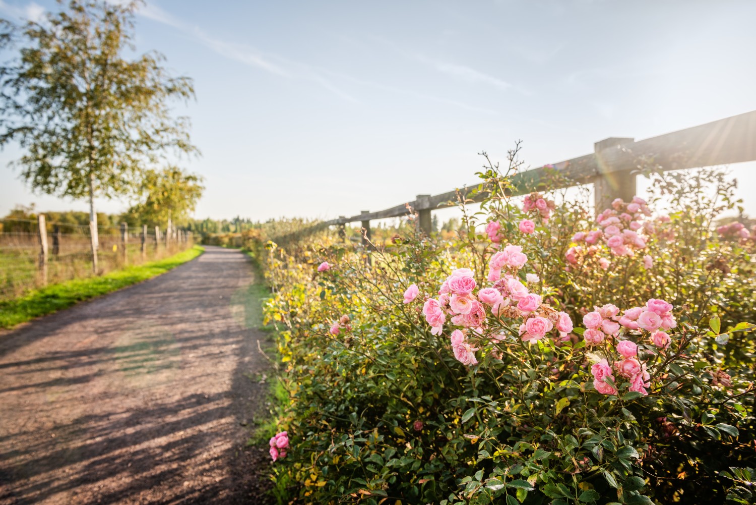 Auf der linken Seite des Bildes ein Kieselweg aus roten/bräunlichen Kieselsteine. Rechts davon ein Holzzaun, der den Weg von der dahinterliegenden Koppel abtrennt. Am Holzzaun blühlt ein Rosenstrauch mit vielen rosafarbenen Blüten. 