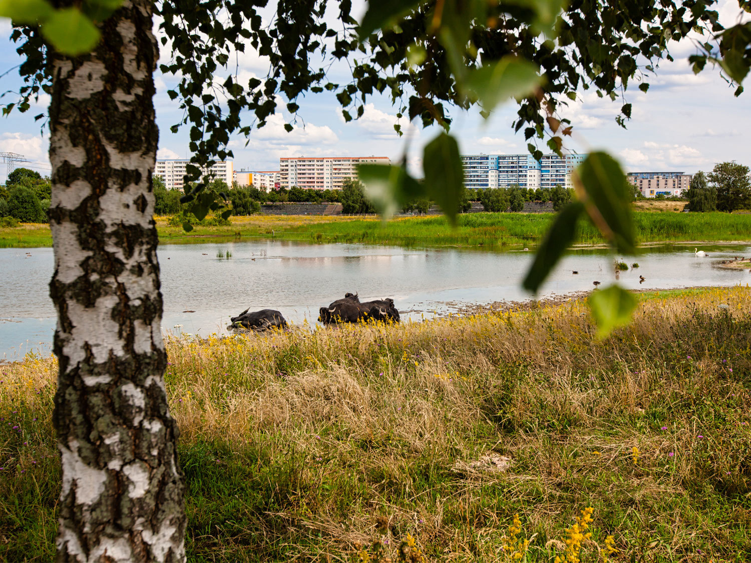 Im Hintergrund Wohnblöcke. Davor eine Grünfläche mit belaubten, grünen Bäumen. In einem Wasserloch davor sieht man 5 schwarze Wasserbüffel stehen. Im Vordergrund des Bildes auf der linken Seite eine Birke. 