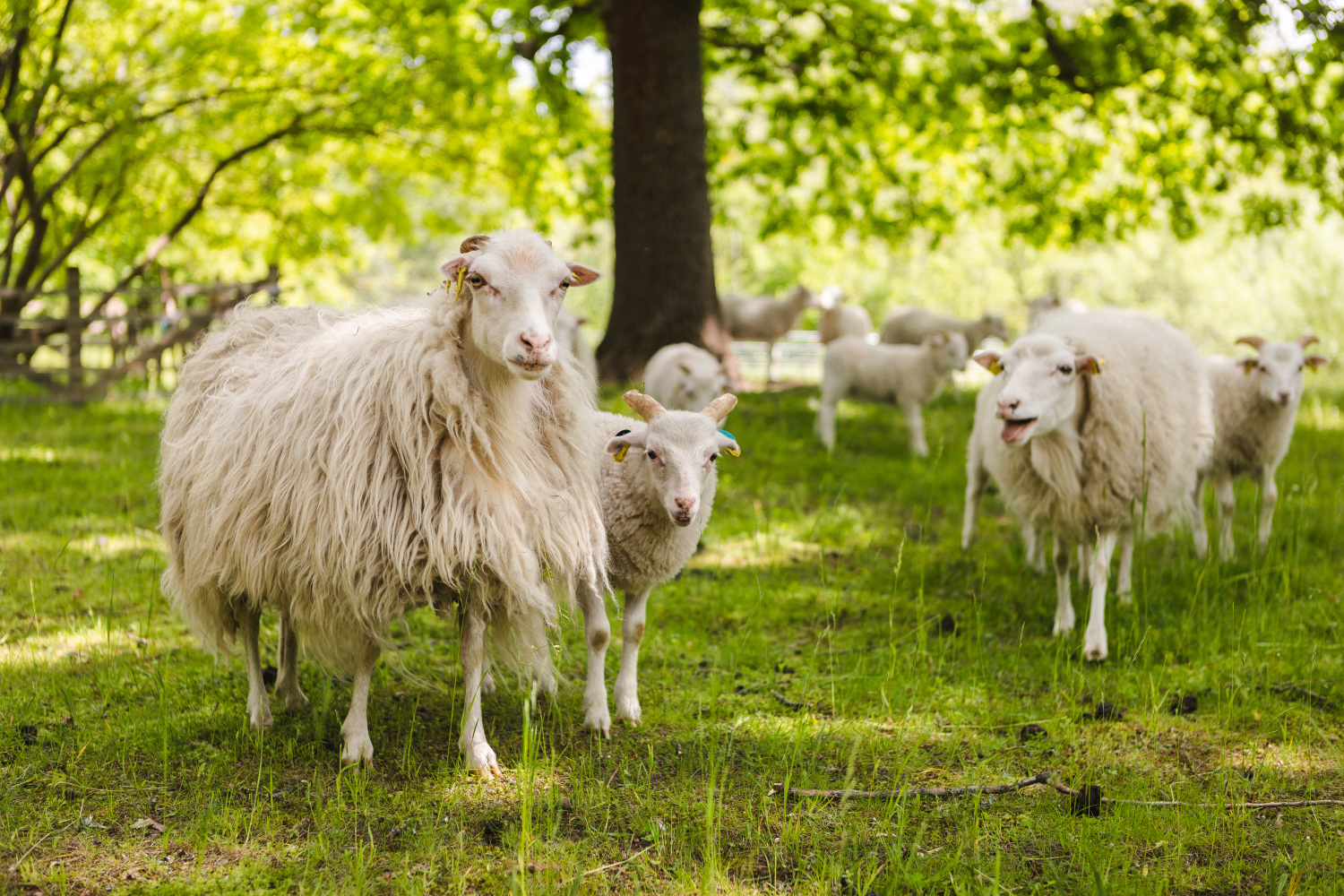 Viele weiße Schafe mit langem Fell auf einer grünen Wiese