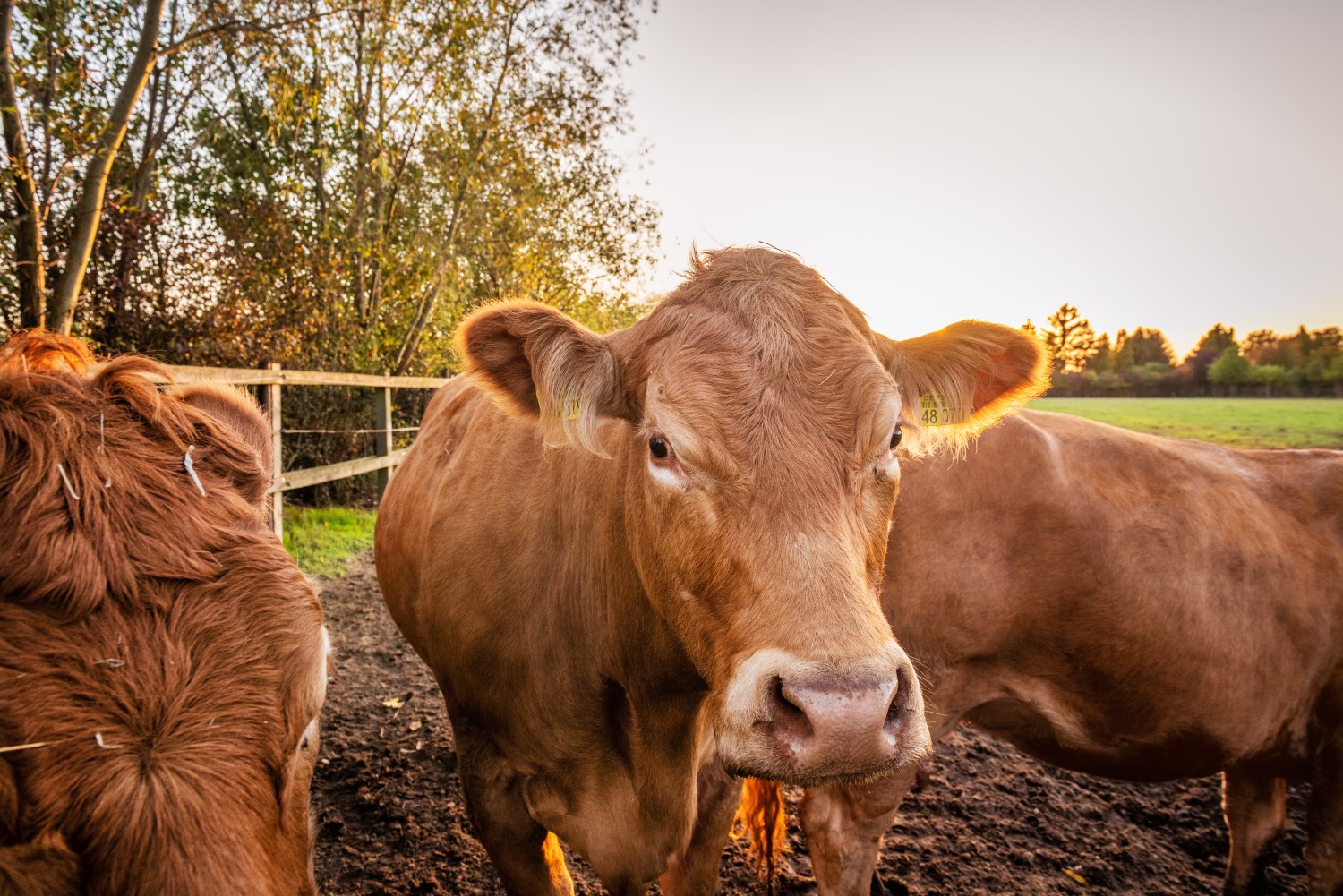 Drei braune Kühe.Die Kuh in der Mitte hat den Kopf gehoben und schaut in die Kamera. Sie hat einen weißen Fleck auf der Stirn. Im Hintergrund links einHolzzaun und dahinter ein Birkenbaum. Die Kühe stehen auf einer grünen Wiese