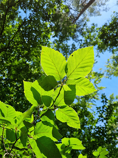 Waldbaden: grüner Buchenblätter lichtdurchflutet und von unten betrachtet