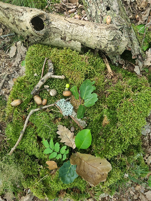 Waldbaden: vielfältige Fundstücke aus der Natur mit Zweigen, Früchten, Blättern