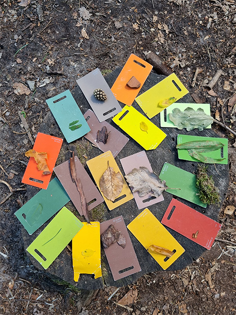 Waldbaden: Farbsuche im Wald mittels farbiger Karten. Die Ergebnisse liegen im Kreis auf dem Boden