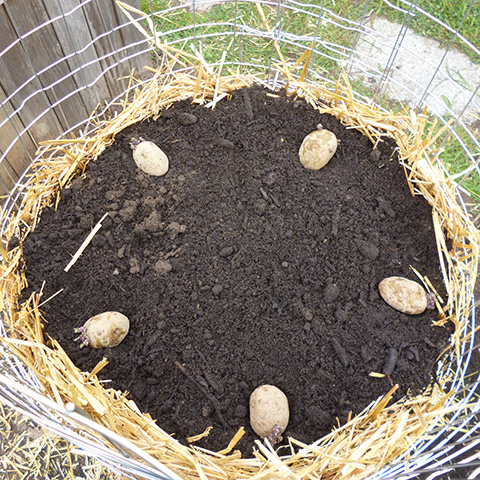 erste Etage des Kartoffelturm mit fünf Kartoffeln, die ringförmig angeordnet sind